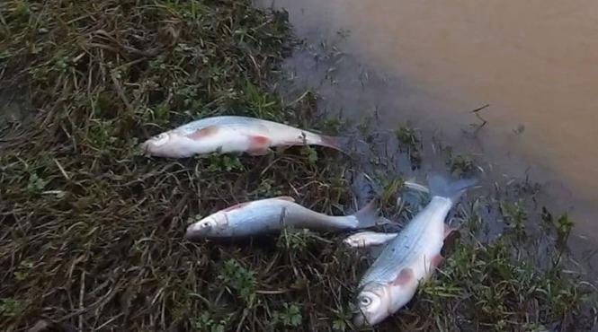 video dezastru ecologic pe raul lapus poluare majora cu ape de mina