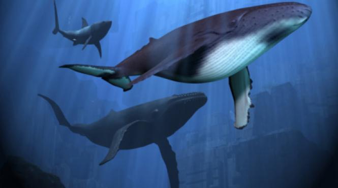 o flota japoneza s a intors din oceanul antarctic cu o captura de 333 de balene