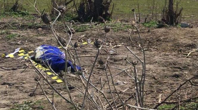 incident dramatic la constanta un copil si a pierdut viata dupa ce a fost lovit de un cal