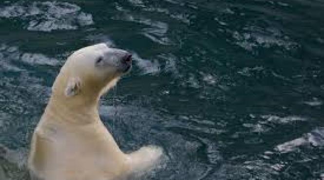 primul urs polar nascut la tropice ar putea fi eutanasiat