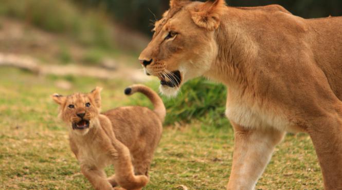 11 lei au fost gasiti morti intr un parc natural din uganda