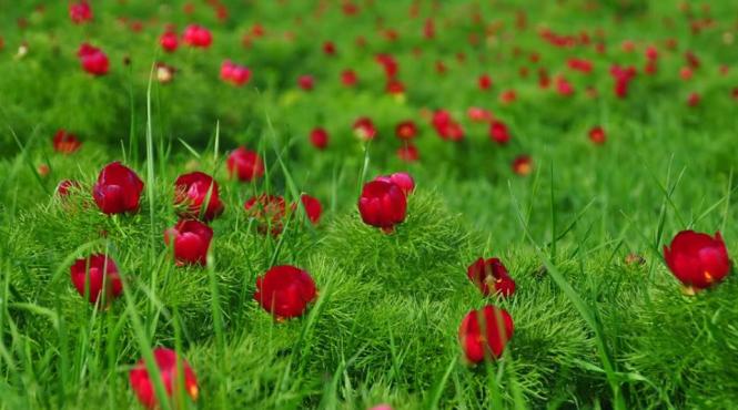 bujorii de stepa de la zau de campie singurul loc din europa in care acestia au supravietuit au inceput sa infloreasca