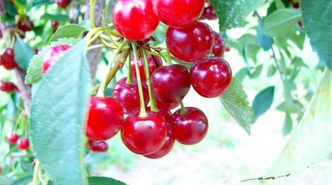 5 beneficii pentru sanatate oferite de visine