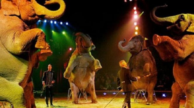 spectacol de ziua mondiala a circului pentru 1 600 de copii defavorizati din bucuresti