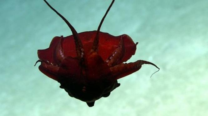 video oamenii de stiinta au filmat o ciudatenie in golful mexic