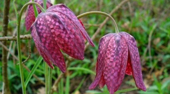 laleaua pestrita o planta pe cale de disparitie a inflorit din nou