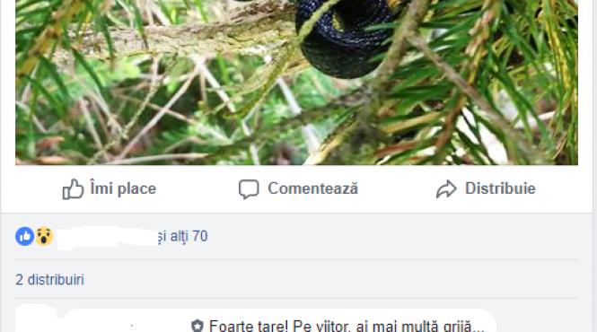 ultima moda sa tragi vipera de coada ca sa dea bine in pozele de pe facebook