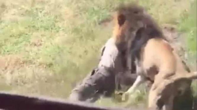 un britanic a fost atacat de un leu in fata vizitatorilor dintr un parc natural din africa de sud