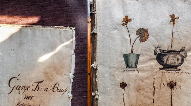 un muzeu din romania are o comoara cel mai vechi ierbar din sud estul europei