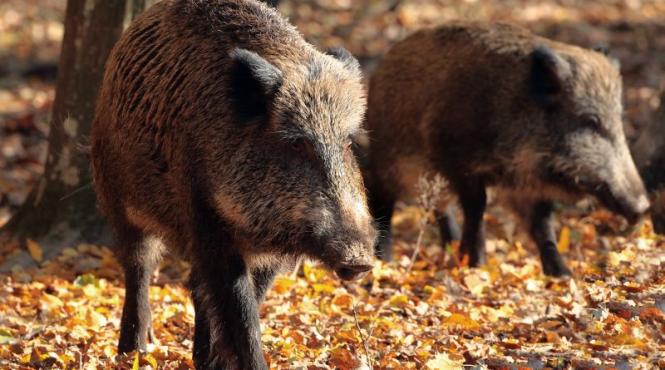 ungaria a identificat un nou caz de pesta porcina africana in randul mistretilor