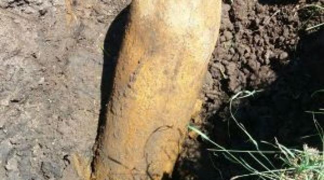 un barbat a gasit o bomba neexplodata la groapa de gunoi