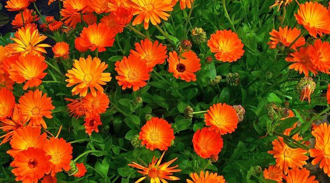 plantele care sperie tantarii