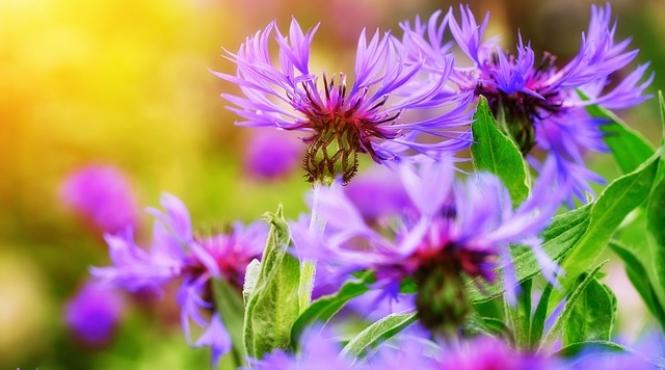 horoscopul sanatatii pentru 18 mai 2018