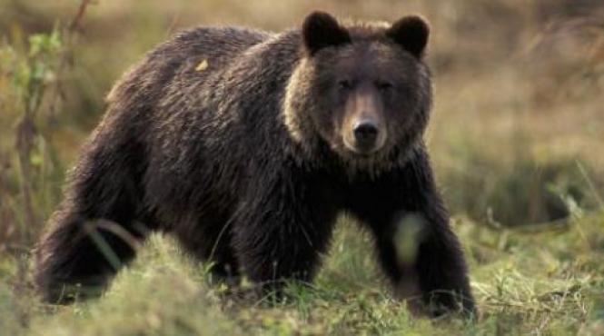 o turista din ungaria a ajuns la spital dupa ce a fost muscata de un urs la lacul sf ana