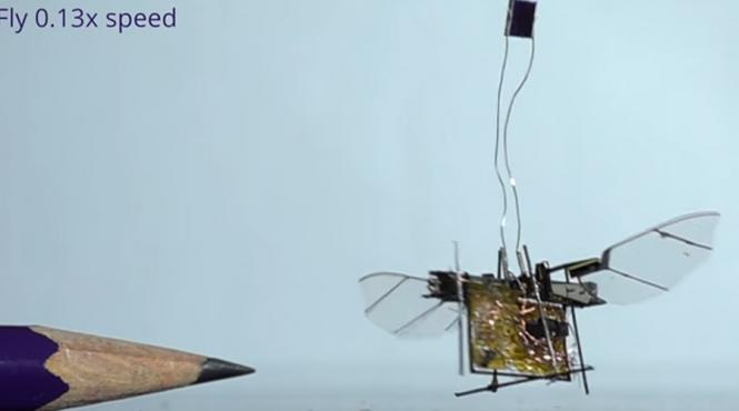 video a fost creata prima insecta robotica wireless