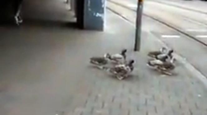 video incredibil de amuzant ratele din germania asteapta disciplinate la semafor