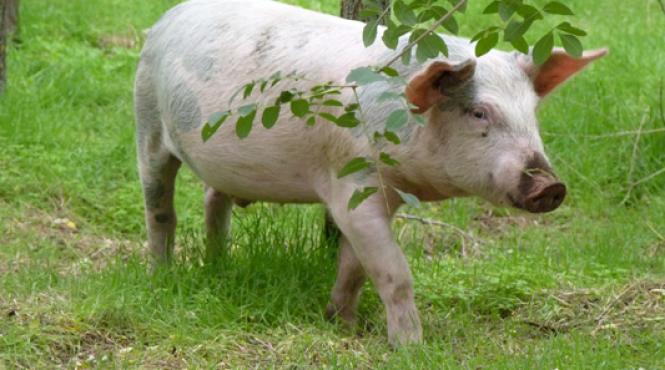 incredibil un american a chemat politia pentru ca era urmarit de un porc insistent