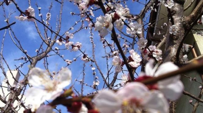 prognoza meteo pentru 23 24 25 si 26 mai cer senin