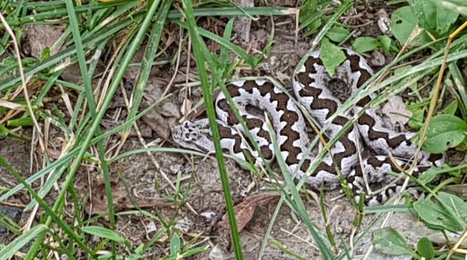 in calimanesti si caciulata au aparut viperele