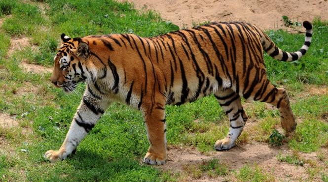 mai multe feline mari au scapat de la o gradina zoologica din vestul germaniei