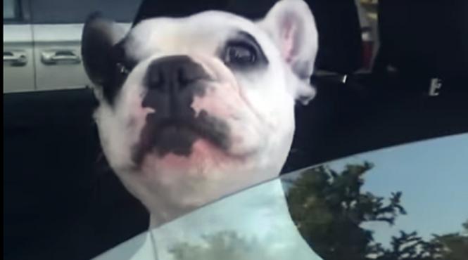 video amuzant cainele cu cea mai buna voce