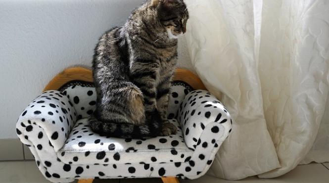 japonezii ofera serviciul pisica pentru o ora