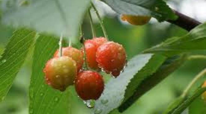 prognoza meteo pentru 5 6 7 si 8 iunie precipitatii