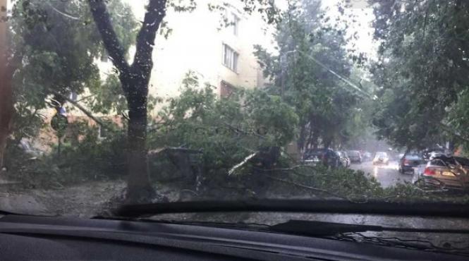 furtuna din arad a doborat mai multi arbori