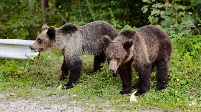 legea tine cu ursul taranii se apara cu vuvuzele