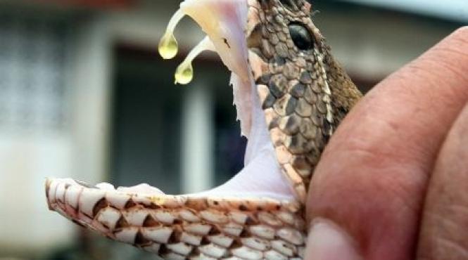 unui american i s au administrat 26 de doze de antivenin dupa ce a fost muscat de un sarpe decapitat