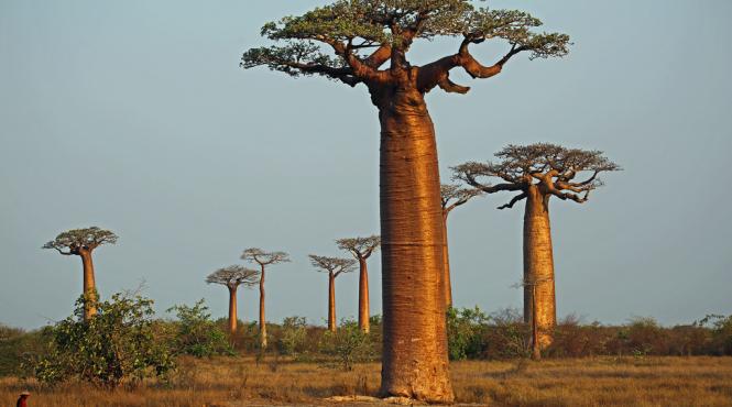 unii dintre cei mai batrani si mai mari copaci baobab au murit