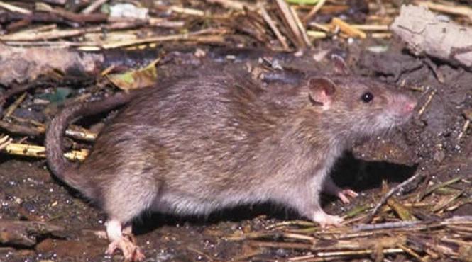 o femeie din botosani a fost muscata de un sobolan