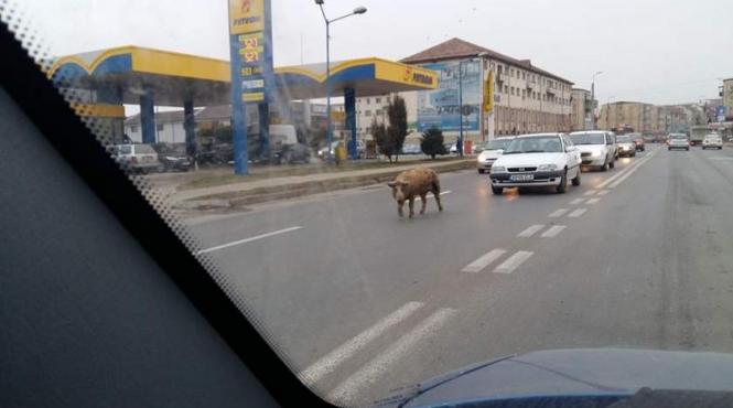 video scene amuzante in centrul orasului alba iulia
