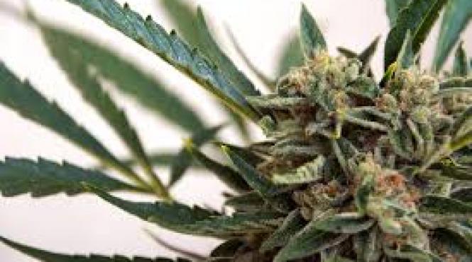 deputatii canadieni au votat in favoarea legalizarii canabisului