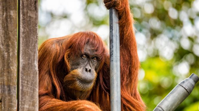 puan cel mai batran urangutan de sumatra a murit