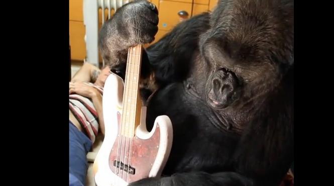 koko gorila care intelegea limbajul semnelor a murit la 46 de ani