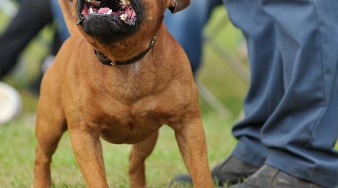 un tanar este cercetat dupa ce si a asmutit cainele de rasa asupra unui maidanez pe care l a omorat