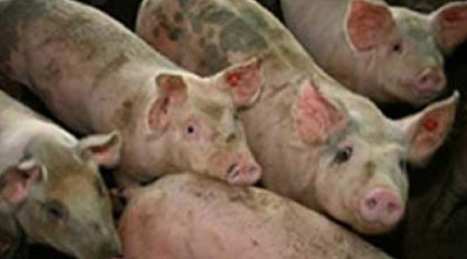 alerta la galati autoritatile iau masuri sporite de securitate pentru prevenirea pestei porcine