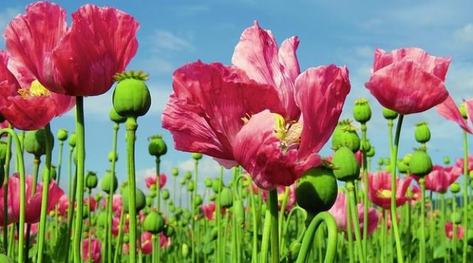 avertisment productie mondiala record de opium si cocaina