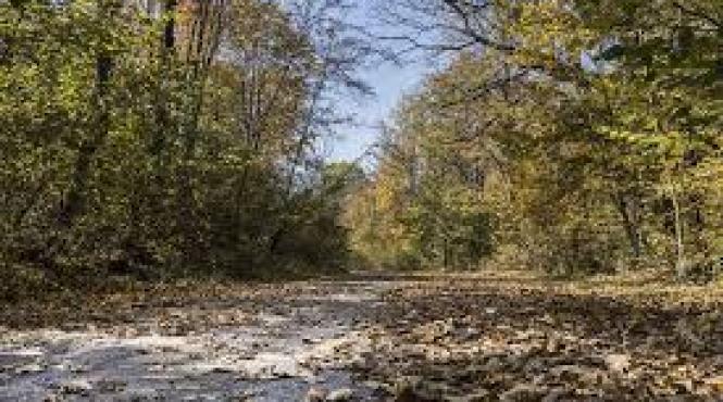 doi barbati din hunedoara prinsi in timp ce recoltau trufe ilegal cu ogari dresati