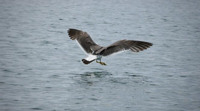 pasarile marine din noua zeelanda cel mai mare risc de a muri din cauza plasticului