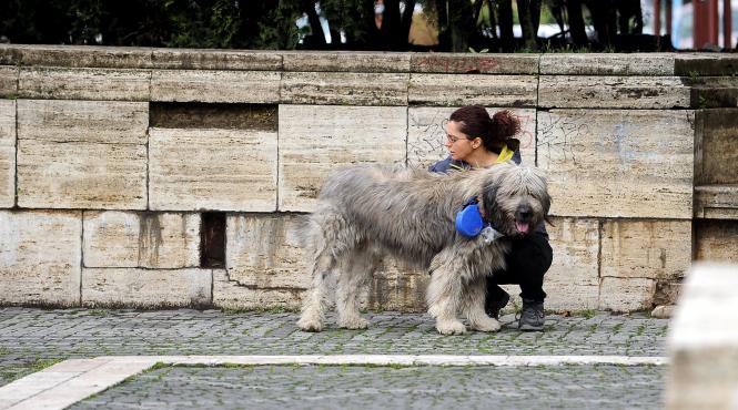 taxa pe animalele de companie