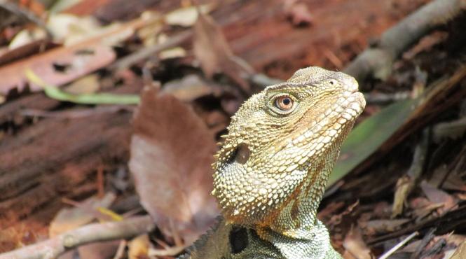 in australia 7 din totalul speciilor de reptile sunt amenintate cu disparitia