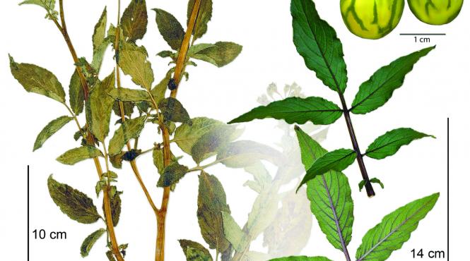 o planta de cartof culeasa de charles darwin in 1835 va fi expusa in premiera dupa ce a fost redescoperita intr un dulap