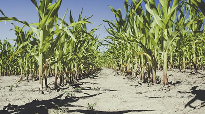 valul de caldura care a lovit europa a afectat recolta de cereale