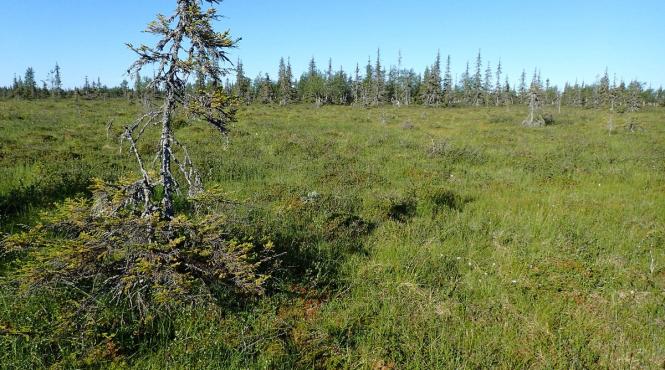 canicula in tara lui mos craciun 31 8 grade celsius cea mai mare temperatura din ultimii 100 de ani