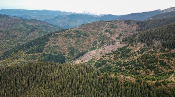 japonia implicata in jaful padurilor din romania