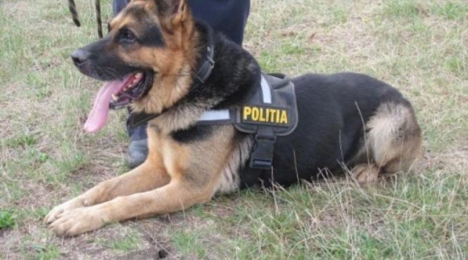 autorul unui furt din casa unor batrani descoperit cu ajutorul unui caine politist
