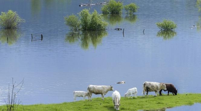 cod galben de inundatii pe rauri din judetele salaj maramures si satu mare marti noaptea