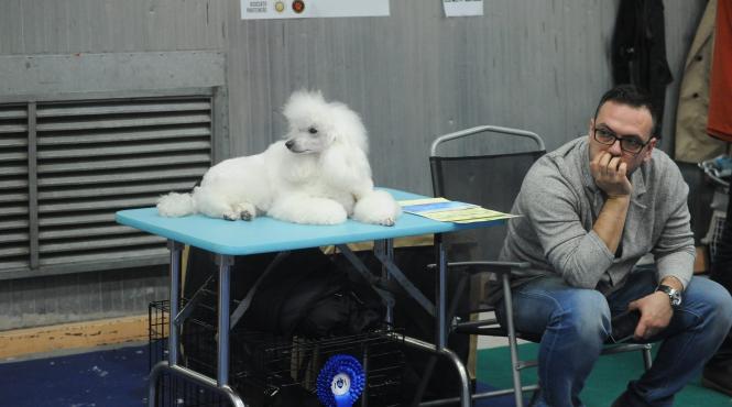 vanzarea cateilor fara pedigree interzisa in capitala